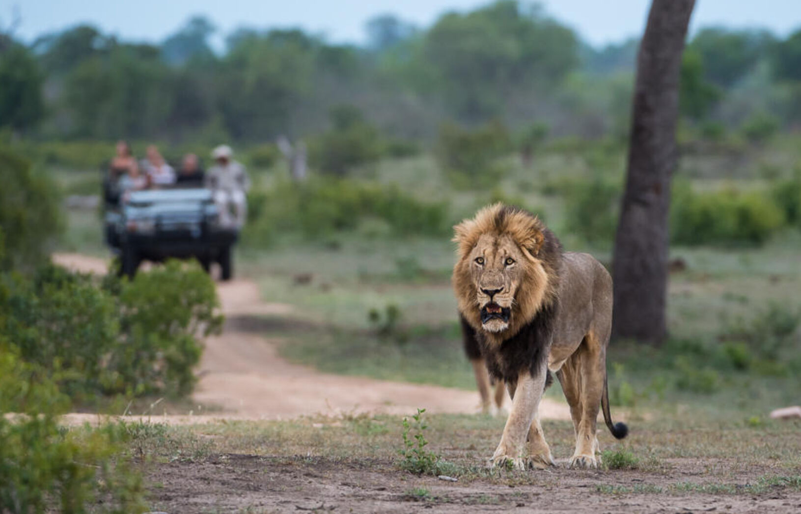 Andrew Zimmern Joins Ker & Downey Africa for an Immersive South African Safari