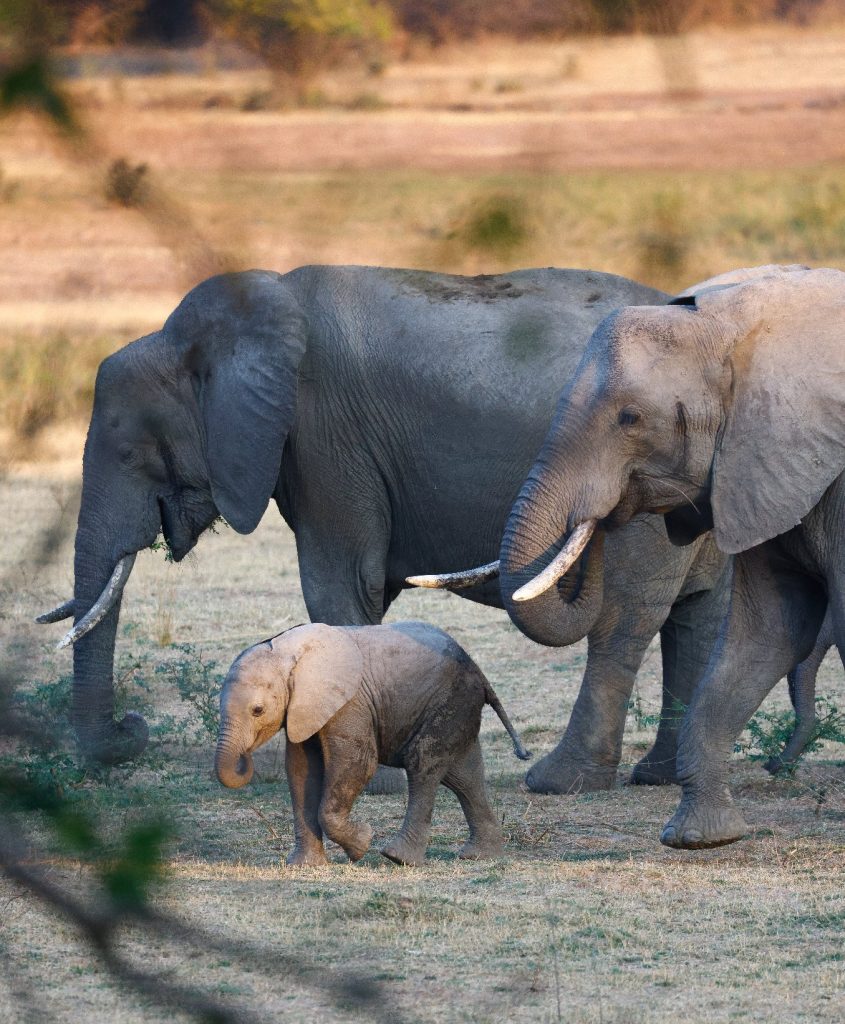 Chichele Presidential: A Luxury Retreat in the Zambian Wilderness