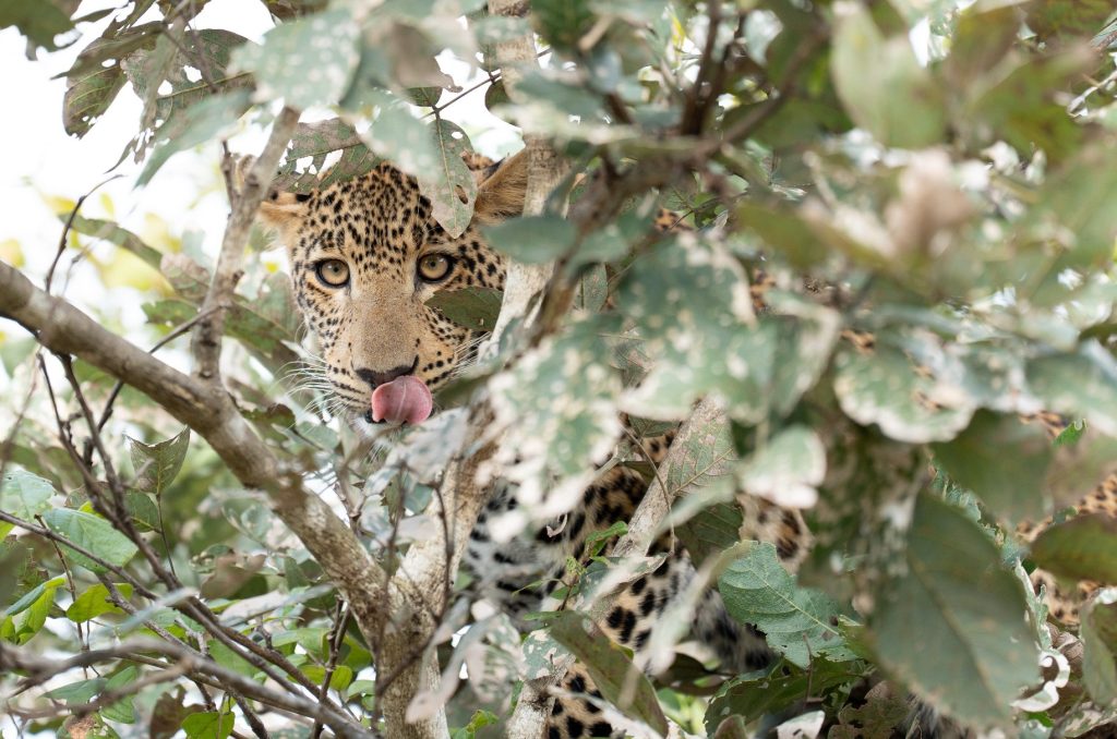 Chichele Presidential: A Luxury Retreat in the Zambian Wilderness